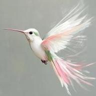 Colibri